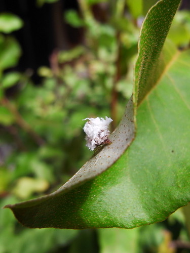 害虫で困ったときは 害虫駆除方法 21年夏版