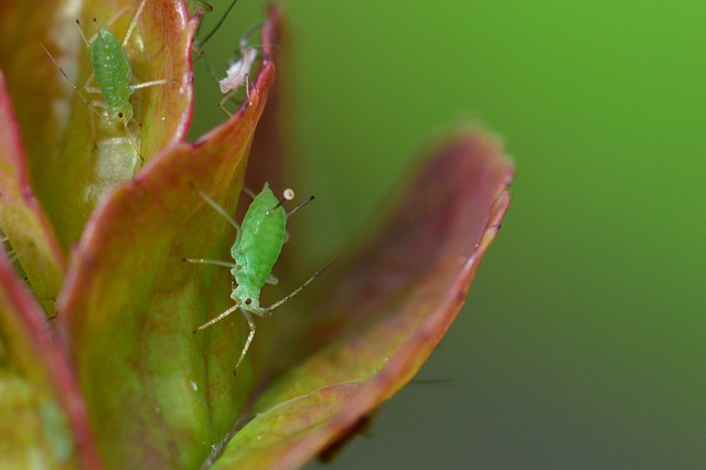 害虫で困ったときは 害虫駆除方法 21年夏版