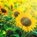 9月の花　「ひまわり」